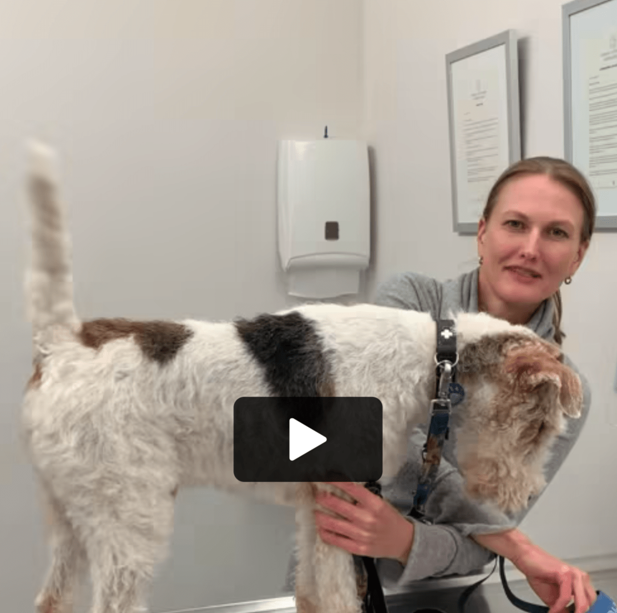  Geneva Animal Hospital, Animal Hospital Geneva,Cabinet Vétérinaire International, Geneva Veterinarian, veterinarian Geneva ,dermatology