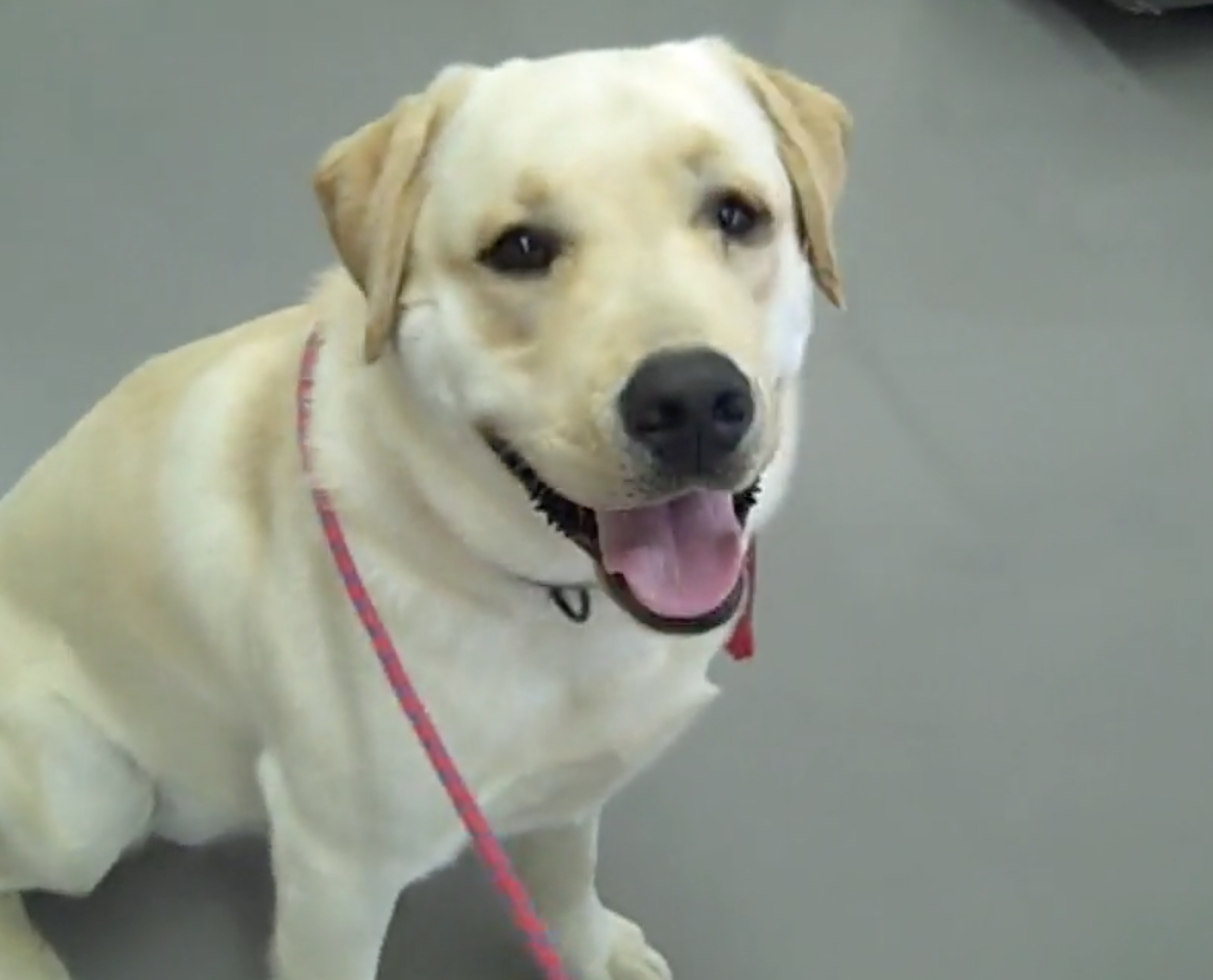  Geneva Animal Hospital, Animal Hospital Geneva,Cabinet Vétérinaire International, Geneva Veterinarian, veterinarian Geneva, Cordy